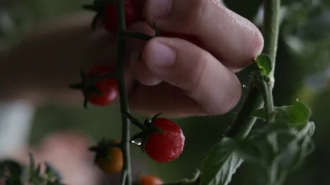 Boy picks cherry tomatoes and eats in the summer garden, Vertical video Stock Footage 233802042