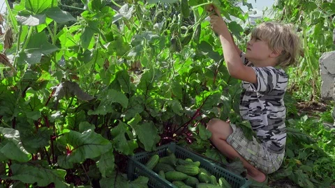 Boy picks cucumbers in a vegetable garden Stock Footage 116348329