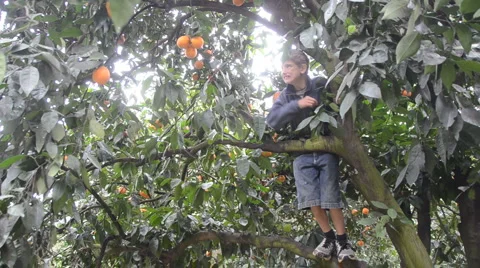 Boy picks an orange straight from tree 動画素材 1126081