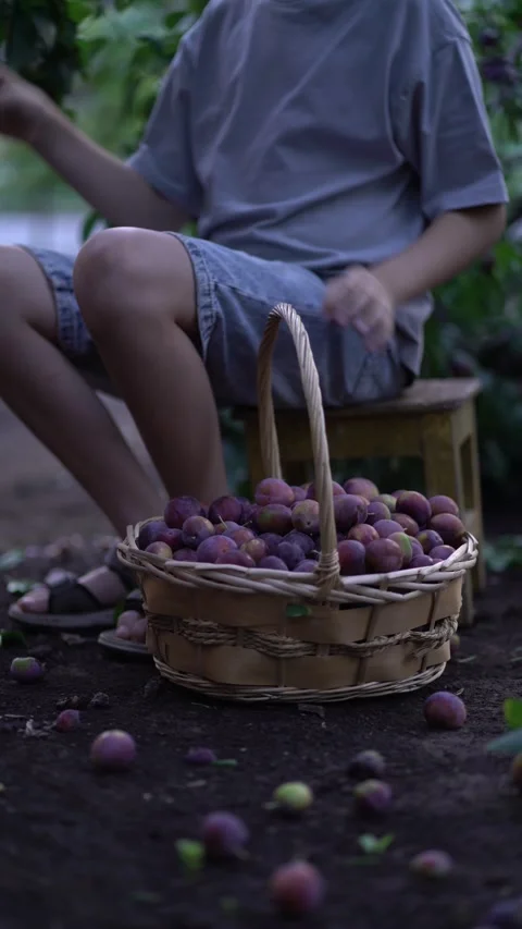 Boy picks ripe plums from the tree branch and places them into a full basket  Stock-Footage 342083364