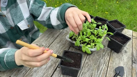 A boy in a plaid shirt is learning how to plant aster seedlings. Stock Footage 311202882