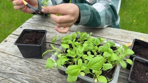 A boy in a plaid shirt is learning how to plant aster seedlings. Stock Footage 311205586