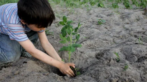 Boy planting a tree Video stock 23554503