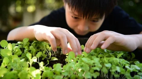 Boy play with small seedling Stock Footage 72882742