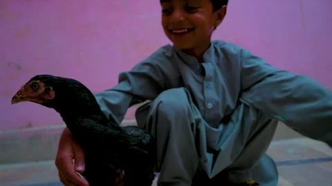 Boy Playing with Black Hen &amp;amp; serving food to Hen Stock Footage 278608837