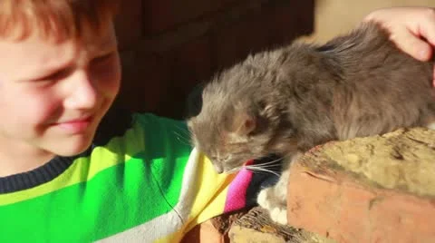 Boy playing with cat Stock Footage 12243690