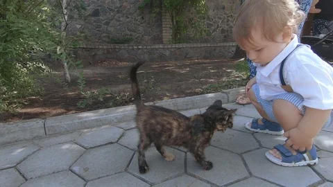 Boy is playing with a cat Stock-Footage 116563037