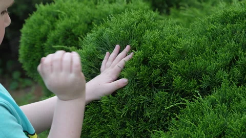 Boy playing with coniferous bush Stock-Footage 310848639