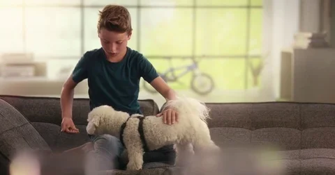 Boy playing with dog on the couch Stock Footage 78854159