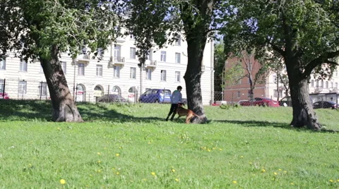 Boy playing with the dog in the park Stock Footage 50965836