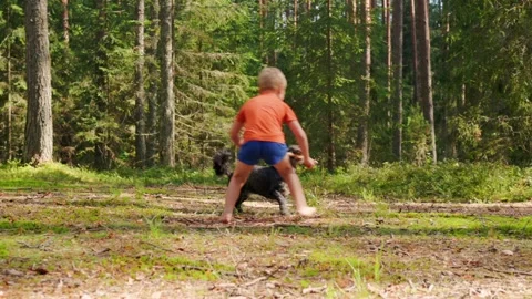 Boy playing with dog in summer forest in slow motion Stock Footage 318173371