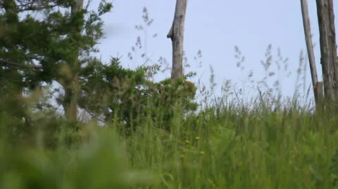 Boy playing in grassy field and trees, chirping birds. HD 1080p 24fps. Stock Footage 22761447