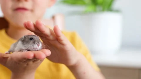 Boy playing with hamster at home Video stock 171918518