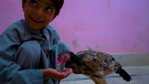 Boy Playing with Hen &amp;amp; serving food to Hen Stock Footage 278608204