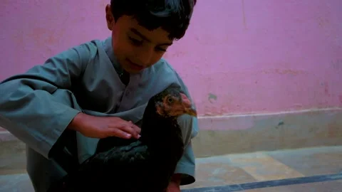 Boy Playing with Hen Stock Footage 278607391