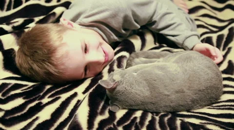 Boy playing with kitten Stock Footage 47013750