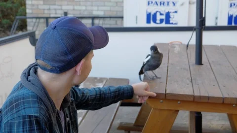 Boy playing with magpie sitting bench Stock Footage 110890600