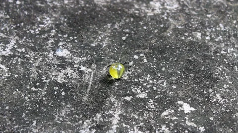 Boy playing marbles in the yard Stock Footage 32499370