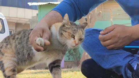 A boy playing with naughty cat Stock-Footage 237132794