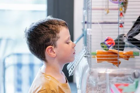 Boy playing with a parakeet inside the cage Stock Photos