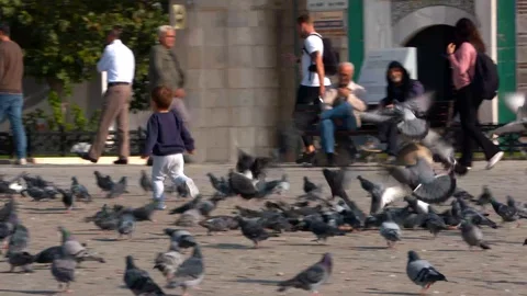 A boy playing with the pigeons Stock Footage 104090419