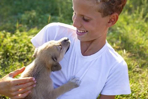 Boy playing with the puppy Stock Photos