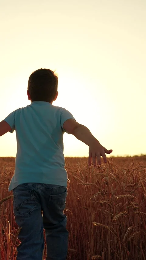 Boy playing, running in wheat field in countryside. Happy boy running in wheat Stock Footage 310519515