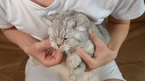 A boy is playing with a Scottish cat. Stock Footage 181582231