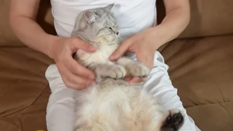 A boy is playing with a Scottish cat. Stock Footage 181582276