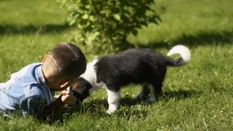 The boy is playing with a small dog in the park on the grass having a good mood Stock Footage 93365234