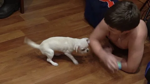 Boy playing with small white dog on wooden floor Stock Footage 303561992