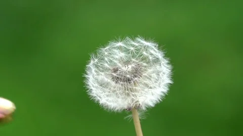 Boy playing with spinner and dandelion. Video stock 76840806