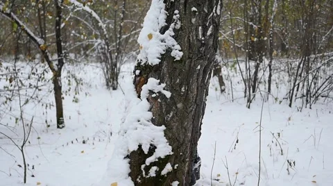 Boy playing by throwing snowballs from behind tree in the winter Park Video stock 68942066