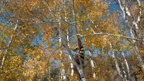 Boy playing in a tree with fall colors hand held shot Stock Footage 154192409