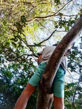 Boy playing in the tree in the park. Stock Photos