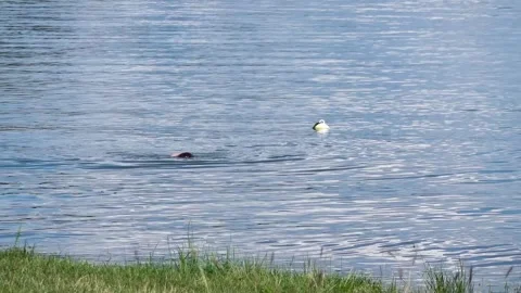 A boy is playing in the water in the summer during the holidays Stock Footage 245758727
