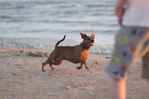 A boy plays with a dog on the beach in the rays of the setting sun. Stock Photos