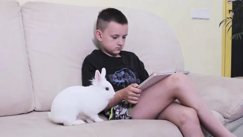 Boy plays fun game on tablet stroking white furry bunny Stock Footage 200256391
