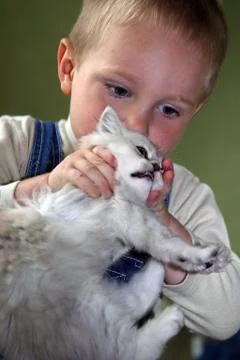 The boy plays with a kitten Stock Photos