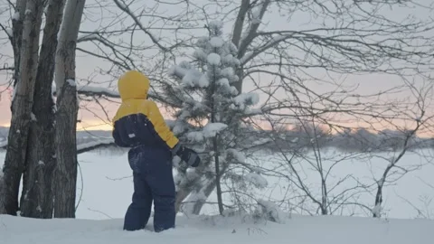 A boy plays in winter knocking snow from the trees Stock Footage 293556224