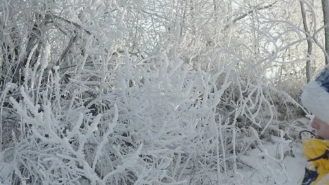 A boy plays in winter knocking snow from the trees on a sunny frosty day. Stock Footage 294349398