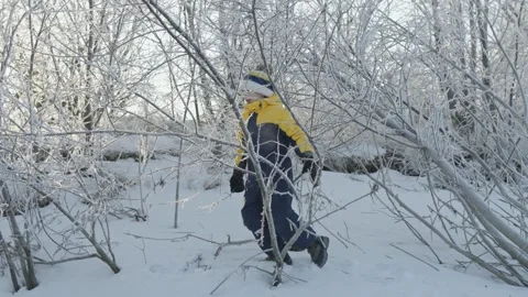 A boy plays in winter knocking snow from the trees on a sunny frosty day Stock Footage 294349979