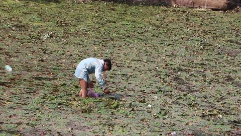 Boy is plucking water chestnut Vídeos de archivo 69893318