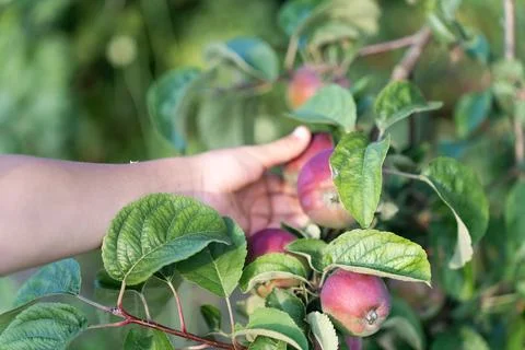 A boy plucks a red apple from an apple tree. A child's hand harvests apples in Stock Photos