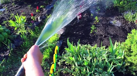 The boy pours water on plants Vidéo 64078445
