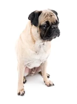Boy Pug Stock Photos