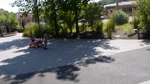 Boy is pulling red wagon with younger brother walking in the park Stock Footage 114535683