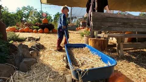 Boy pulling wagon at pumpkin patch Video stock 118876052