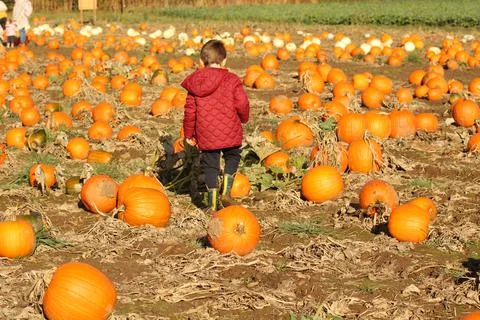 Boy in a pumpkin field Stock Photos
