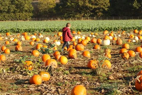 Boy in a pumpkin field Stock Photos